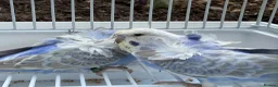 Budgerigars birds for sale: Bfbw, Bwbf, Rainbow hagoromo and other mutations  - Advert 10