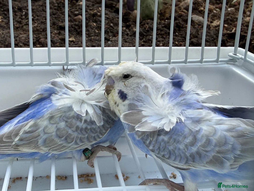 Budgerigars birds for sale: Bfbw, Bwbf, Rainbow hagoromo and other mutations  - Advert 10