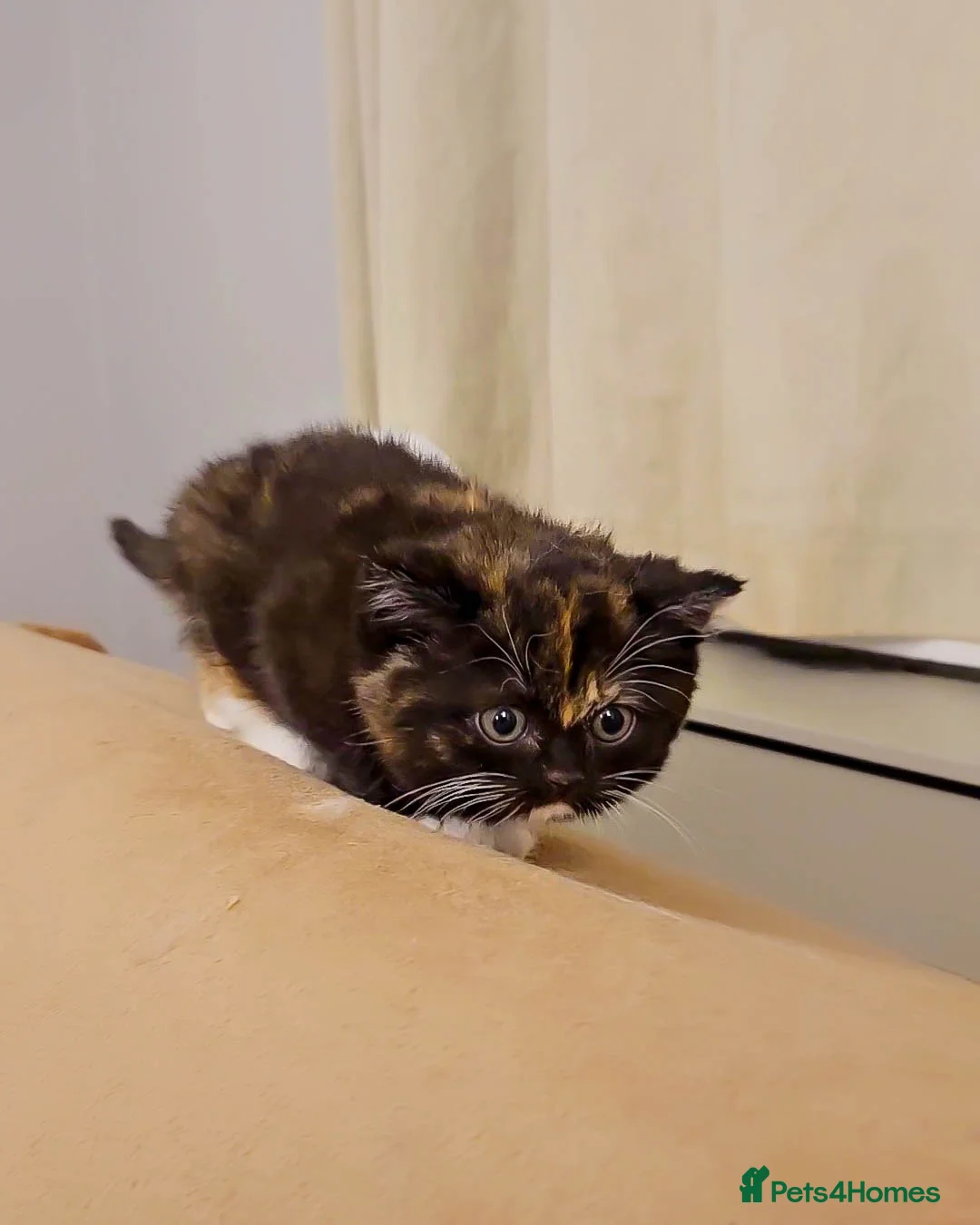 British Shorthair cats for sale: Last Available Calico Girl – Unique & Sweet Nature - Advert 9