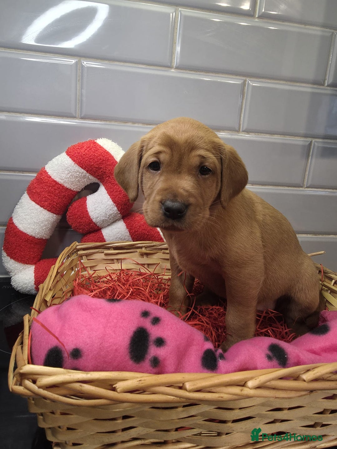 Labrador Retriever dogs for sale: STUNNING RED FOX LABS AVAILABLE 9TH JAN - Advert 10
