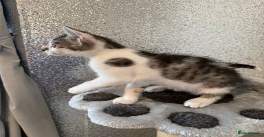 Mixed Breed cats - Advert 11