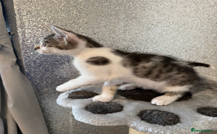 Mixed Breed cats - Advert 4