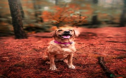 Labrador Retriever dogs for sale: Extensively Health tested Red fox Labradors 🧡 - Image 3