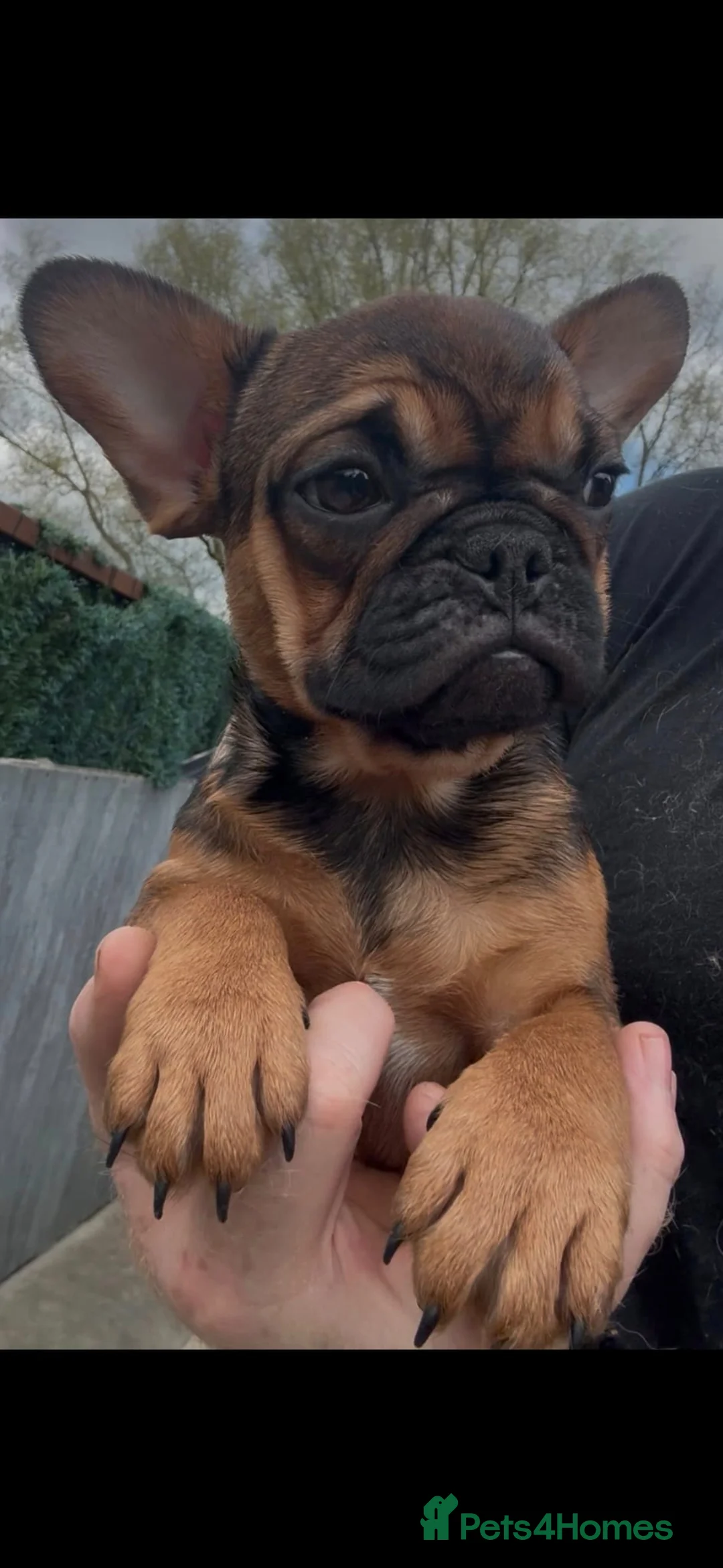 French Bulldog dogs for sale: Last Fully Vaccinated, French Bulldog Ready Now - Advert 2