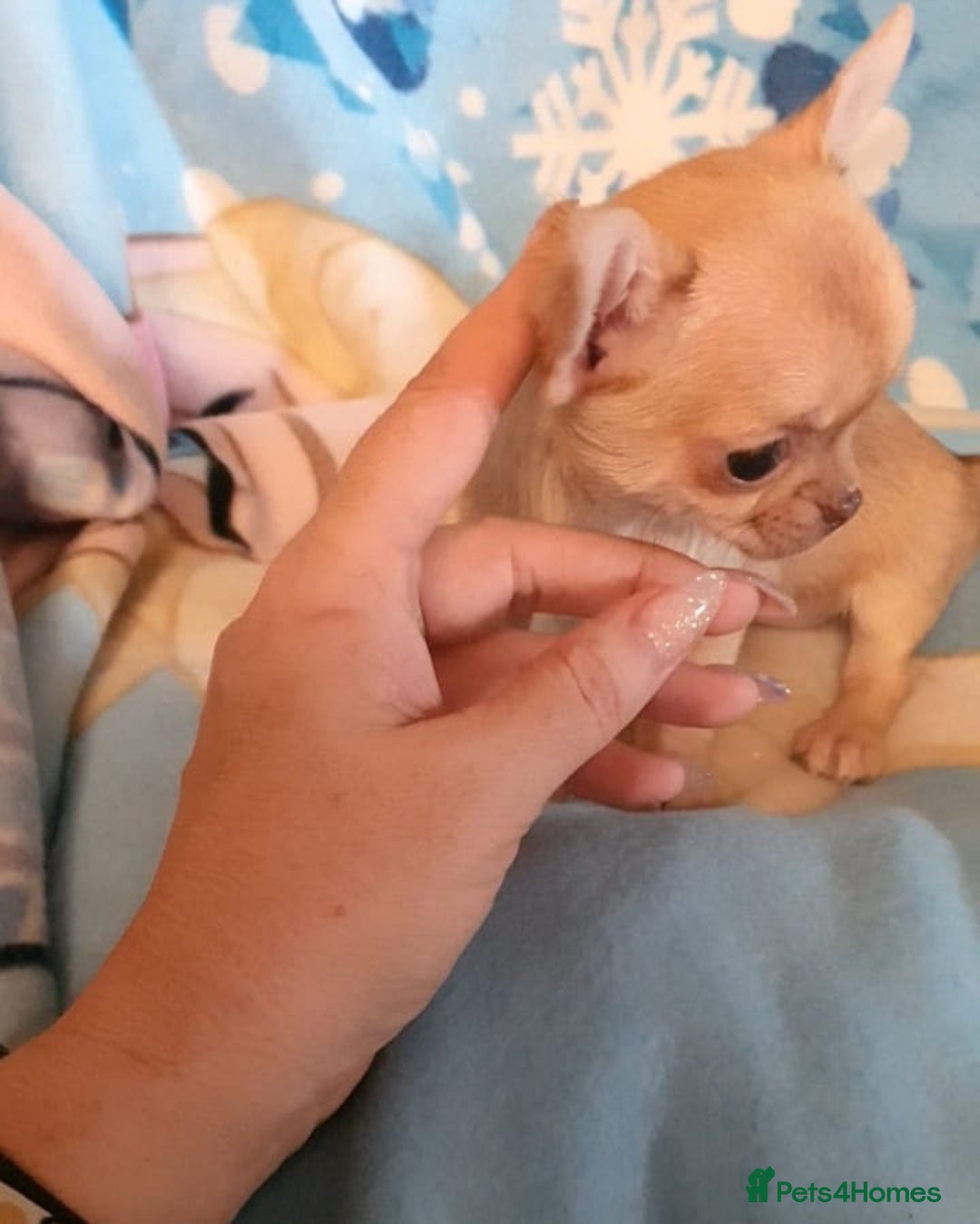 Chihuahua dogs for sale: Tiny Blue Fawn chihuahua boy  - Image 10