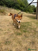 Mixed Breed dogs - Advert 1