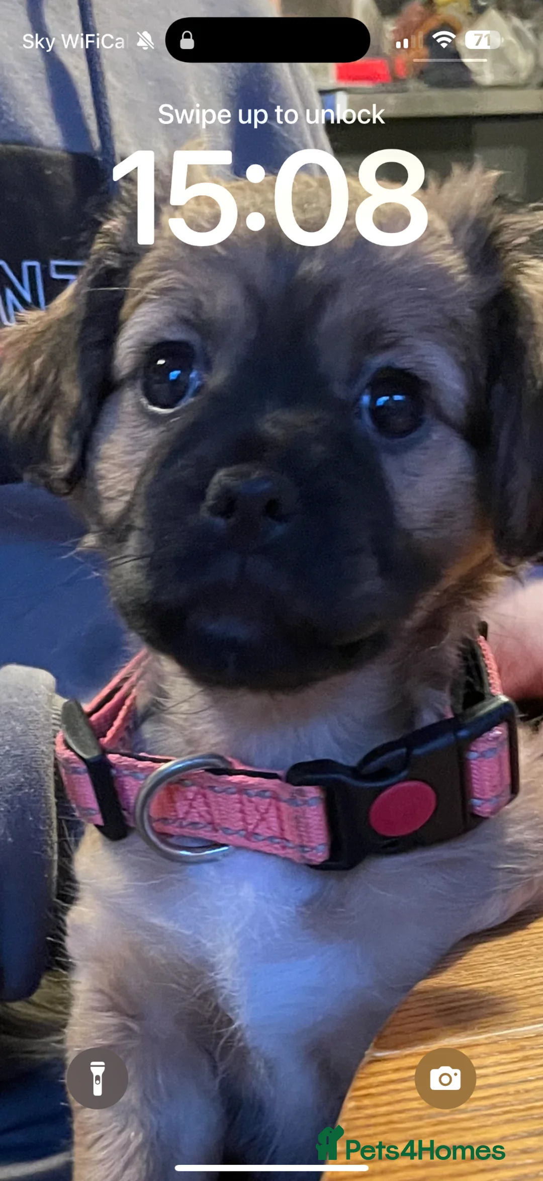 Mixed Breed dogs for sale: Teddy in Burnley - Advert 1