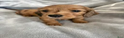 Miniature Dachshund dogs for sale: Long haired mini dapple dachshund pups - Advert 12