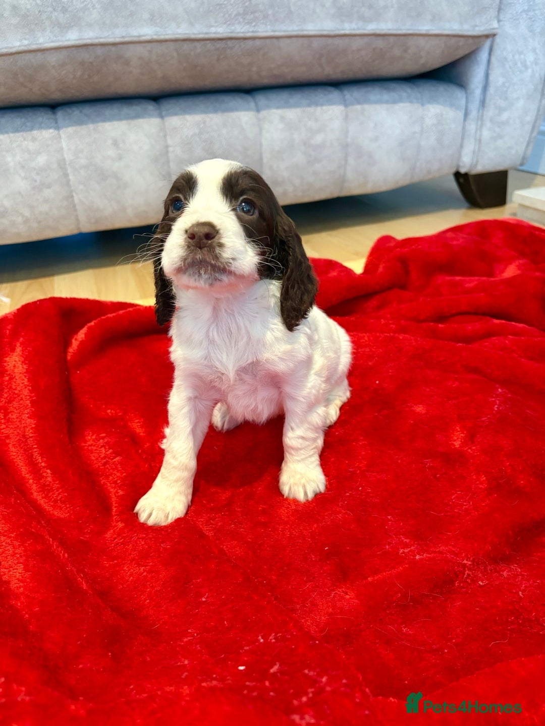 Cocker Spaniel dogs for sale: Cocker spaniel  - Advert 7