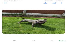 Staffordshire Bull Terrier dogs for sale: Blue staffy 10 weeks old male kc registered - Image 2