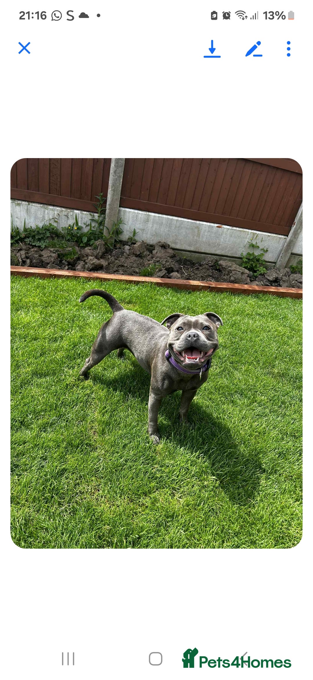 Staffordshire Bull Terrier dogs for sale: Blue staffy 10 weeks old male kc registered - Image 2