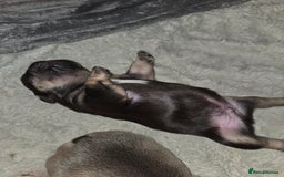 French Bulldog dogs for sale: 5 beautiful male french bulldog puppies  - Image 23