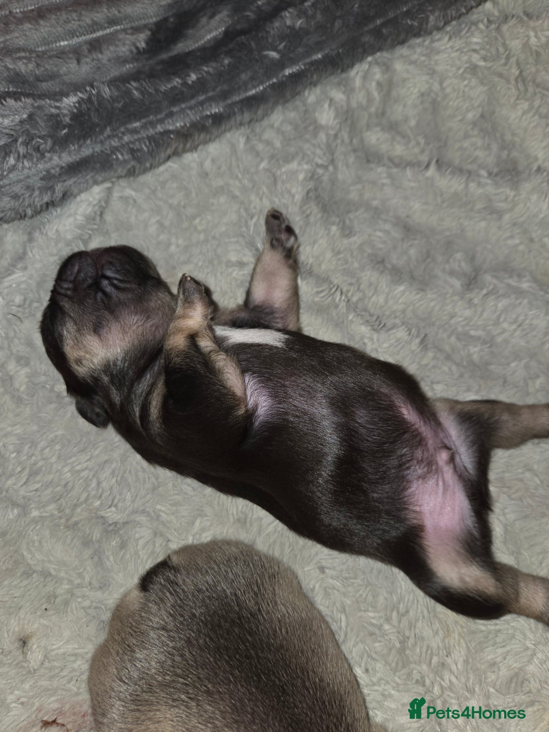 French Bulldog dogs for sale: 5 beautiful male french bulldog puppies  - Image 23