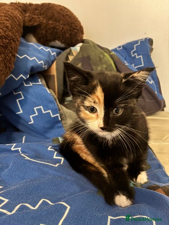 Mixed Breed cats Very sweet girl kitten for sale - Advert 4