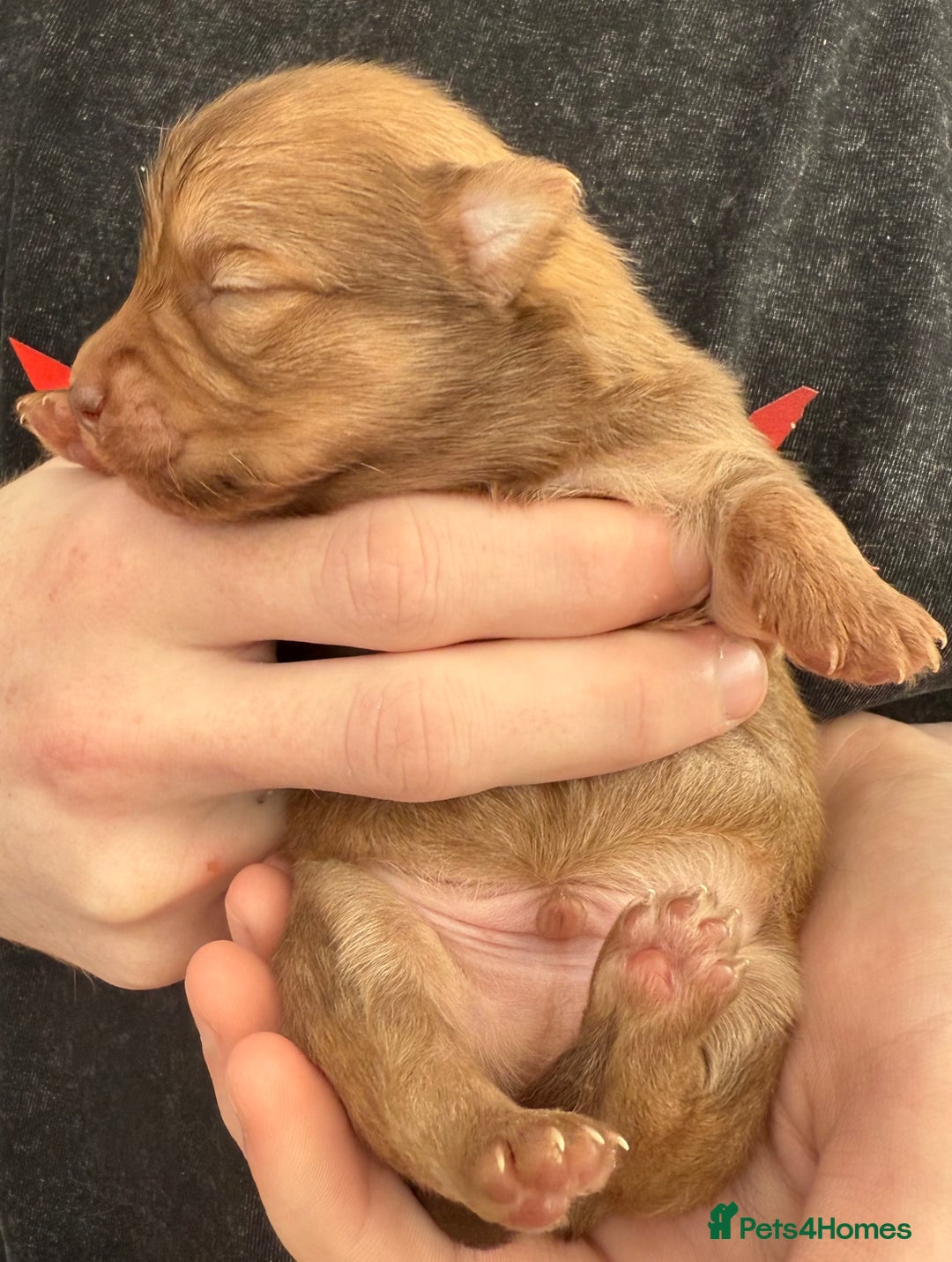 Pomchi dogs for sale:  **  Beautiful Pomchi loved & socialised  - Image 9