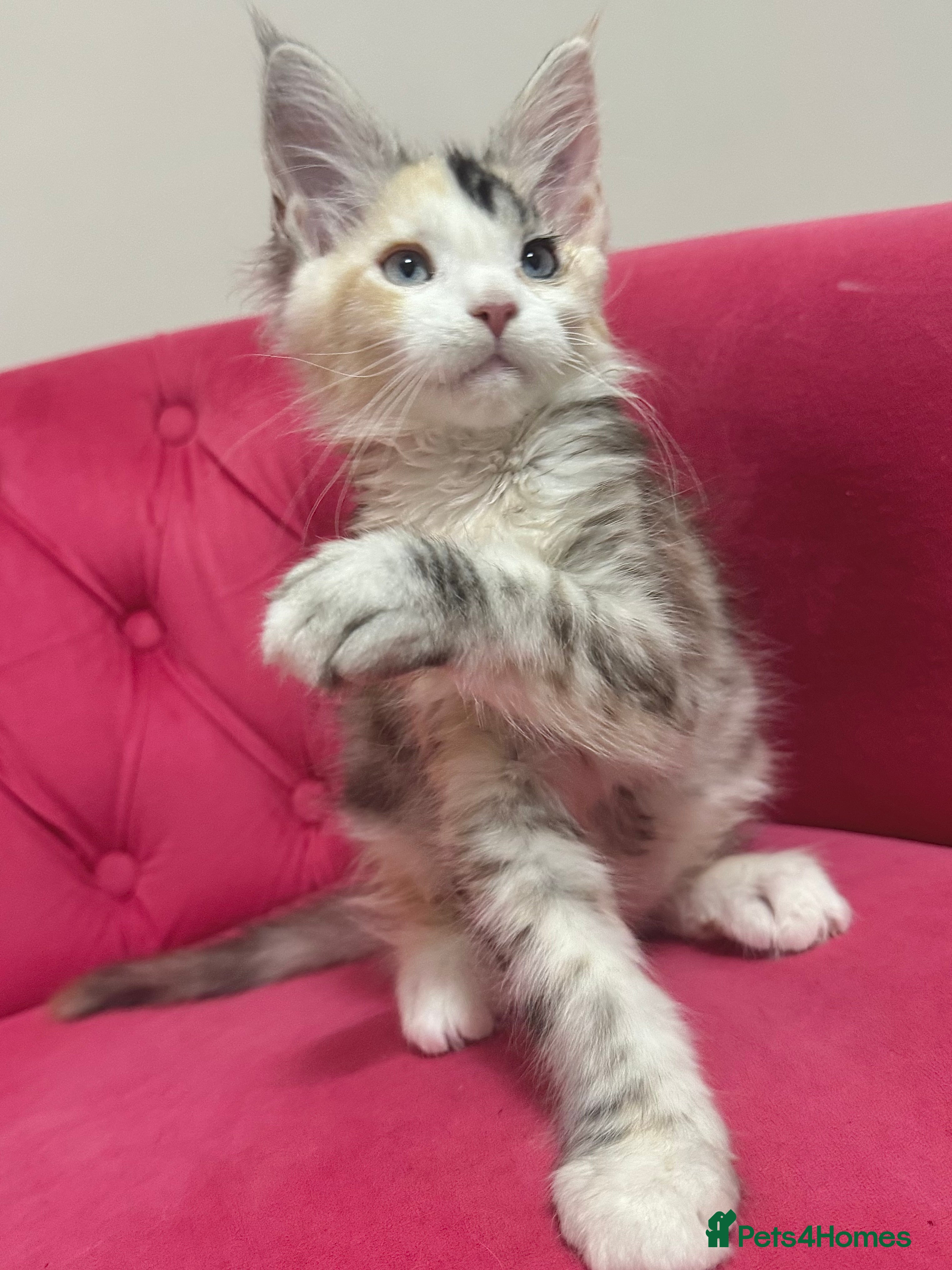 Maine Coon cats Maine Coon Kittens 🏆 20+ gen 🧬 Full Pedigree - Advert 1