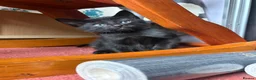 Mixed Breed cats for sale: 5 beautiful Kittens  - Advert 2
