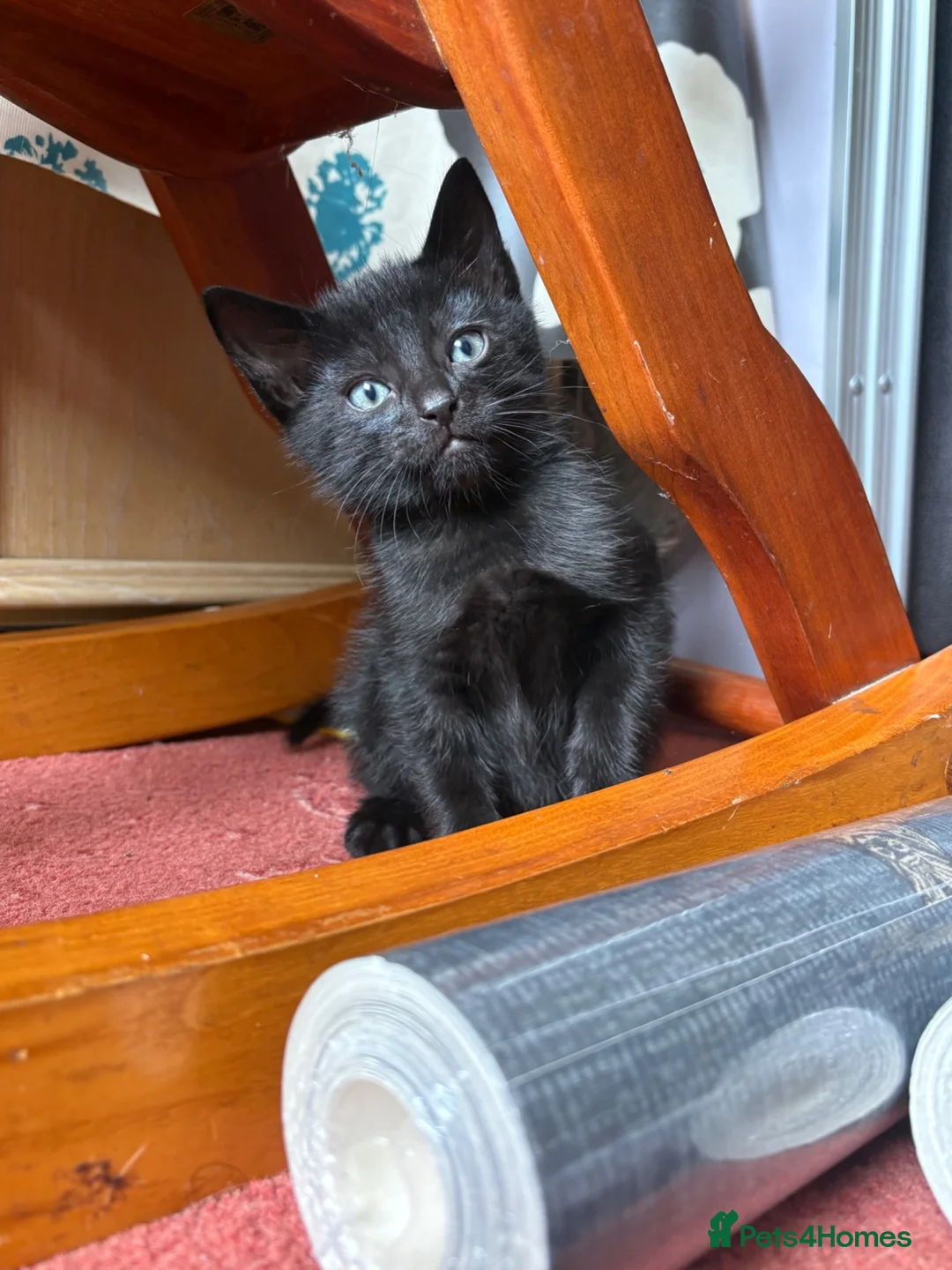 Mixed Breed cats for sale: 5 beautiful Kittens  - Advert 2