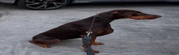 Dobermann dogs for sale: Loving adult Doberman  - Advert 3