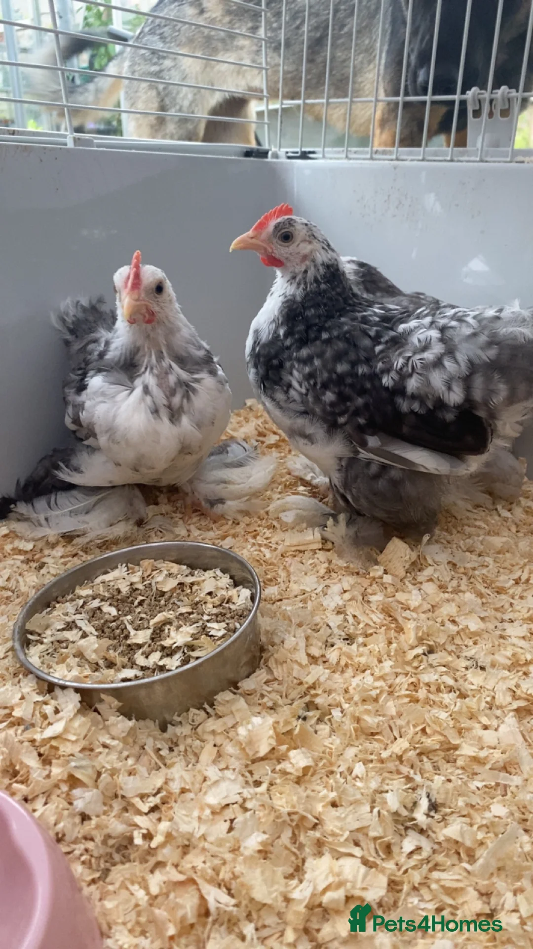 Chickens poultry for sale: 2 stunning male chickens for sale  in Alfreton - Advert 2