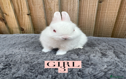Netherland Dwarf rabbits for sale: Stunning litter of pure Netherland dwarfs  - Image 5