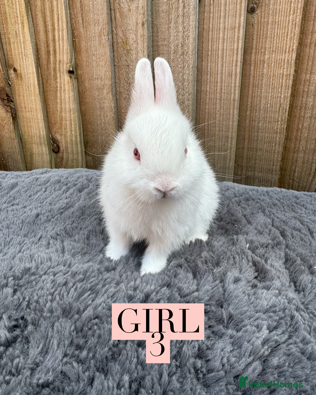 Netherland Dwarf rabbits for sale: Stunning litter of pure Netherland dwarfs  - Image 5