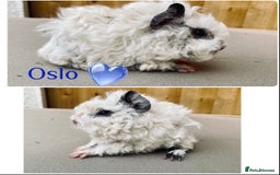 Guinea Pig rodents for sale: Pedigree Lunkarya/blue skinnypig carrier in Rotherham - Image 1