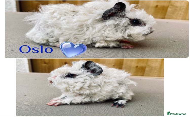 Guinea Pig rodents in Rotherham - Advert 1