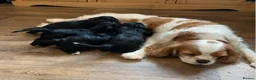 Cavapoo dogs for sale: F1 Cavapoo Puppies for sale 2 male 2 female  - Advert 8