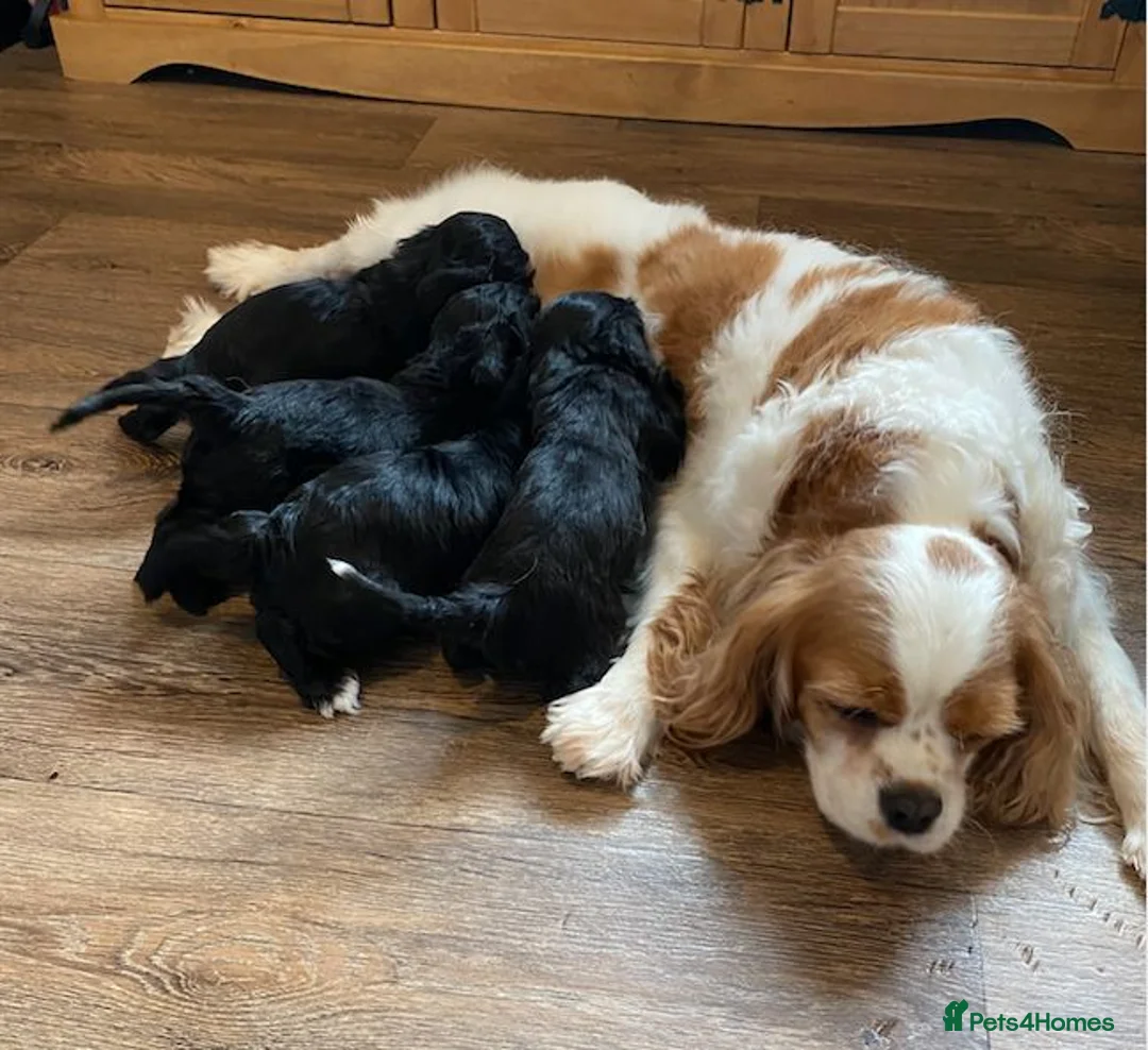 Cavapoo dogs for sale: F1 Cavapoo Puppies for sale 2 male 2 female  - Advert 8