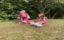 Dachshund dogs for sale: Miniature Sausage Dog Pups READY TO GO Dachshund  - Image 30