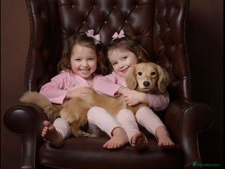 Miniature Dachshund dogs in Bourne - Advert 41