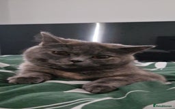 British Shorthair cats for sale: **Free** BSH Cat (Female) - Image 4