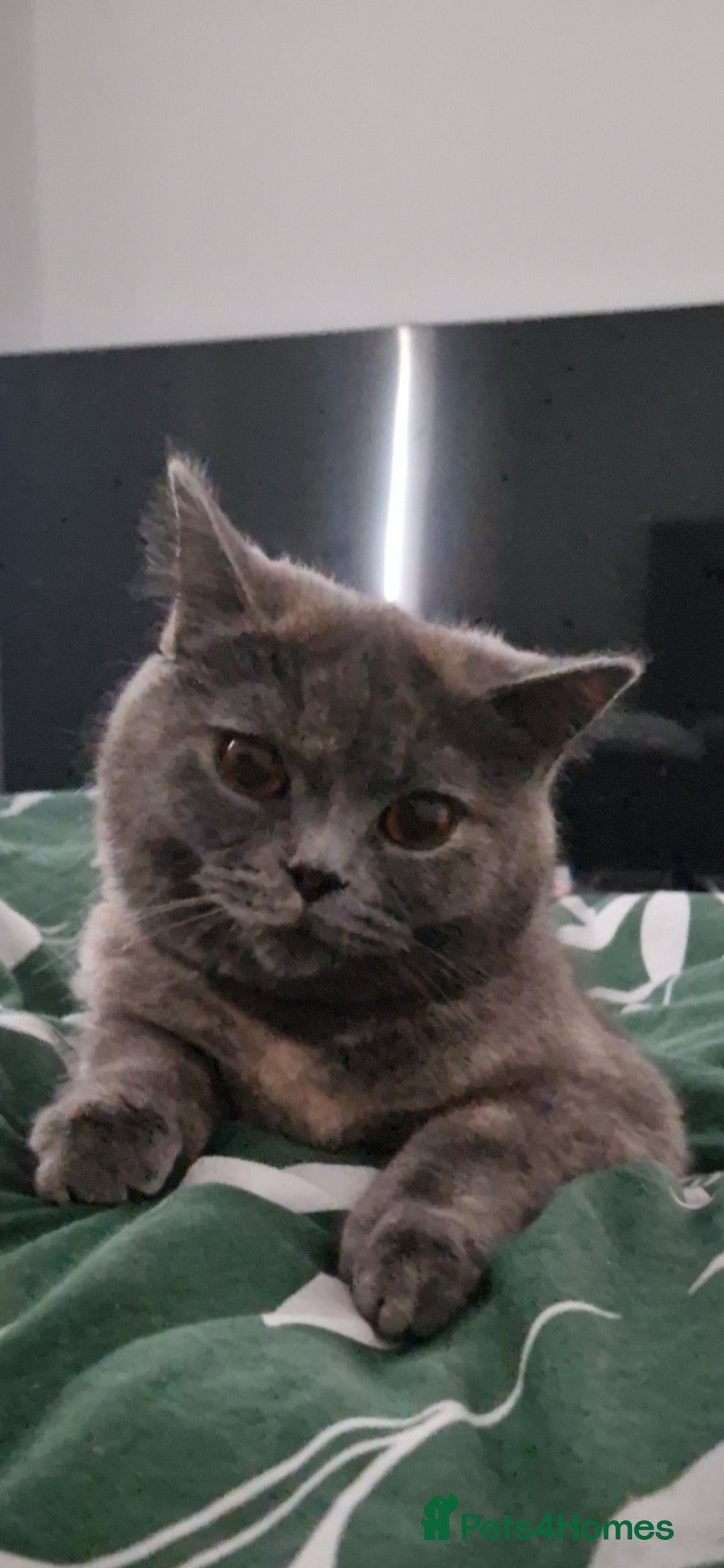 British Shorthair cats for sale: **Free** BSH Cat (Female) - Image 4