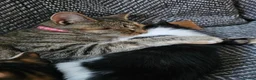 Mixed Breed cats for sale: BATMAN Kitten! Ready to go!  - Advert 3