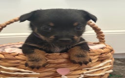 Mixed Breed dogs for sale: Yorkshire terrier x jack Russel  - Image 8