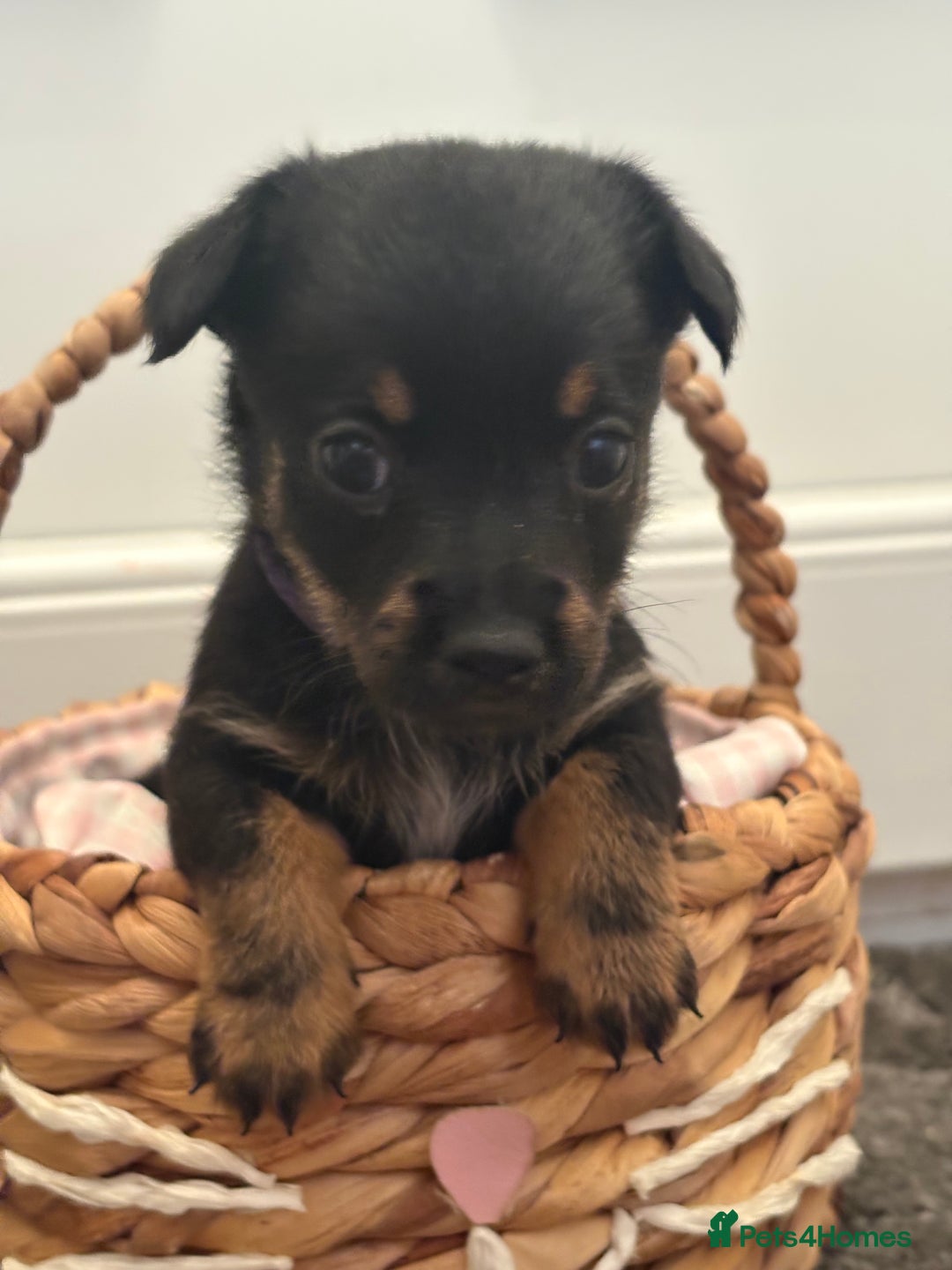 Mixed Breed dogs for sale: Yorkshire terrier x jack Russel  - Image 8