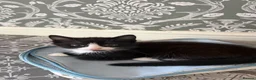 British Shorthair cats for sale: 3 cute kittens ready for a loving family - Advert 14