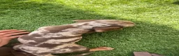Miniature Dachshund dogs for sale: miniature dachshunds - Advert 14