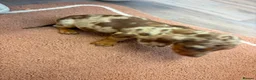 Dachshund dogs for sale: Beautiful puos - Advert 22