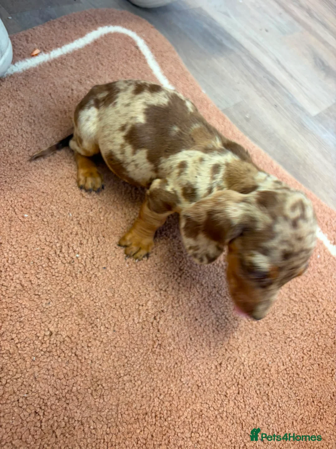 Dachshund dogs for sale: Beautiful puos - Advert 22