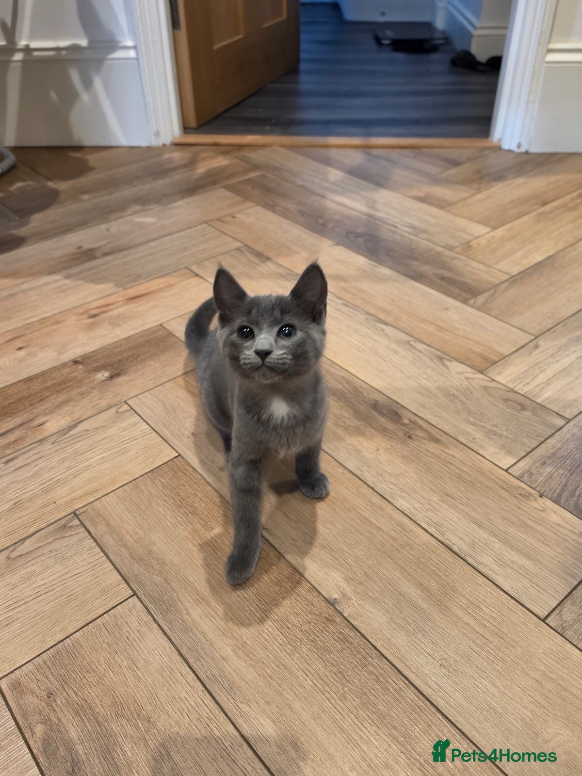 Domestic Shorthair cats Kittens ready to leave  - Advert 16