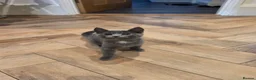 Domestic Shorthair cats for sale: Kittens ready to leave  - Advert 1