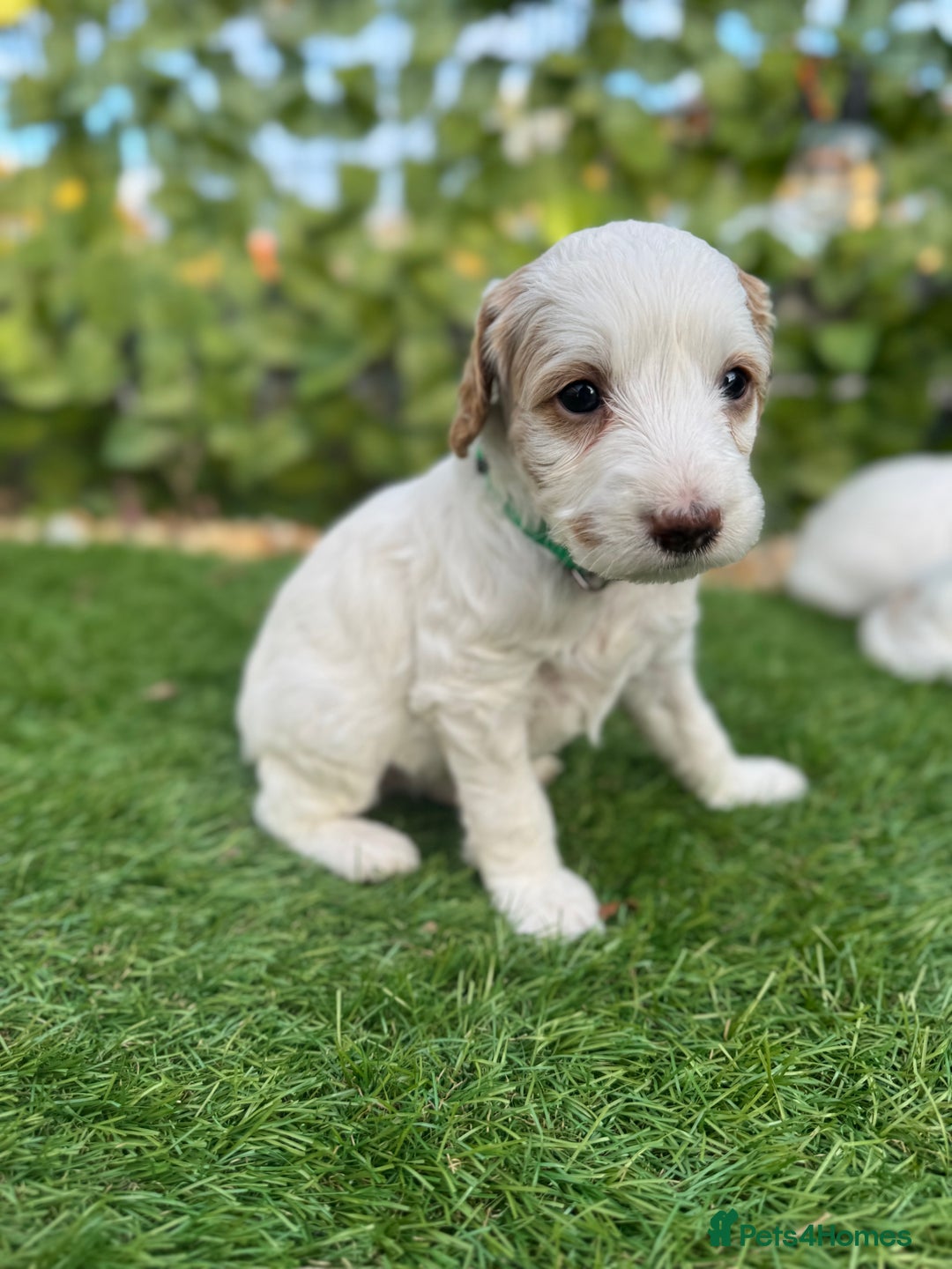 Australian Labradoodle dogs for sale: Pure Multigen Australian Labradoodle Puppies - Image 12