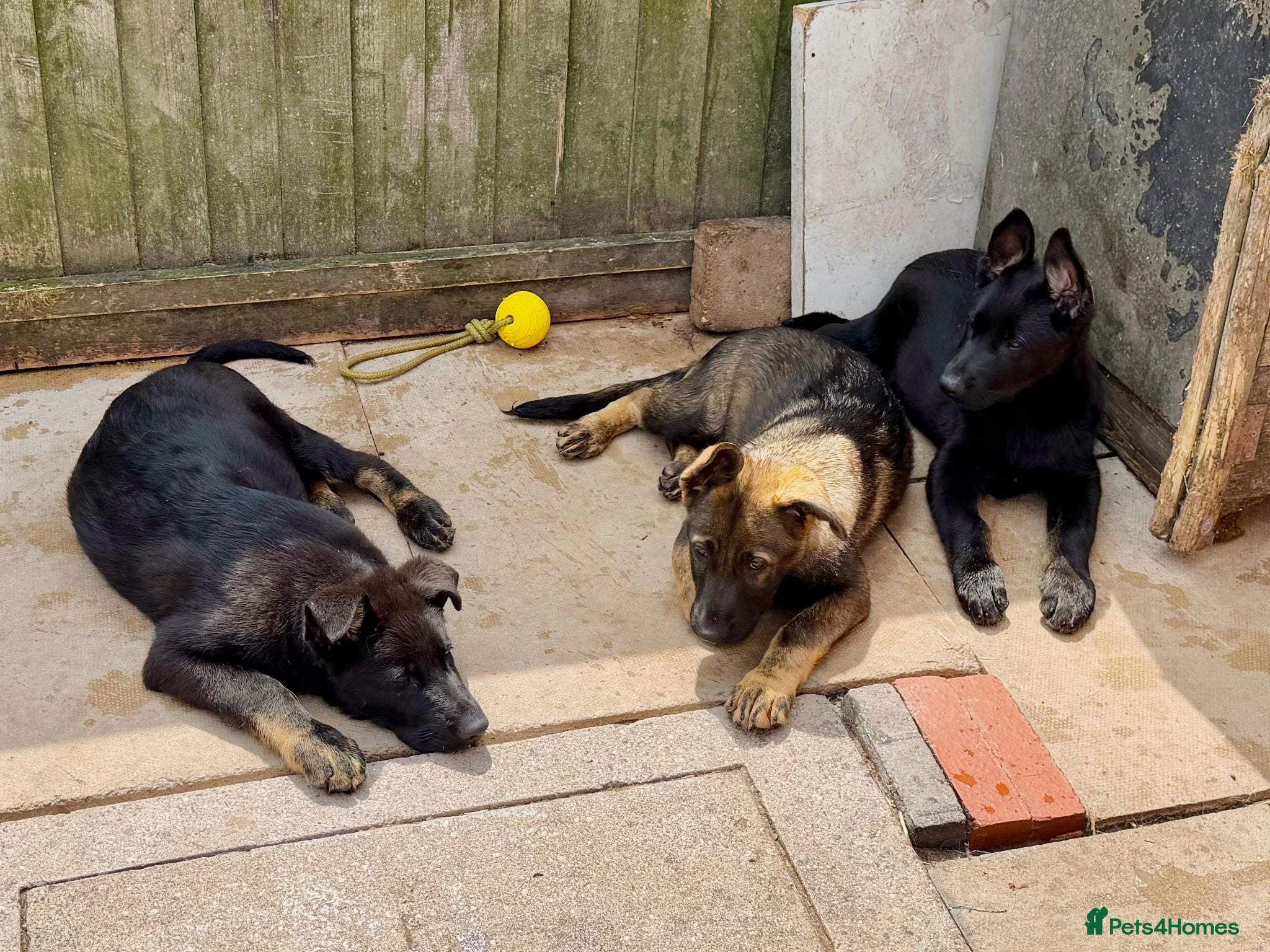 German Shepherd dogs Working lime German Scheperd puppies - Advert 11