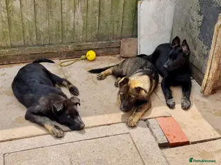 German Shepherd dogs Working lime German Scheperd puppies - Advert 11