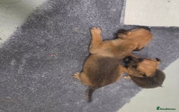 Jack Russell dogs for sale: Jack russell pups  - Image 3