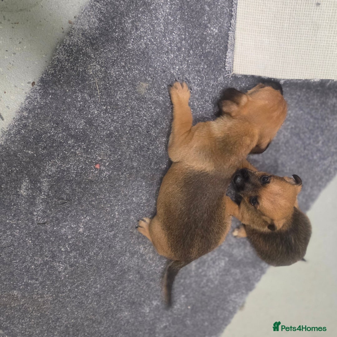 Jack Russell dogs for sale: Jack russell pups  - Image 3