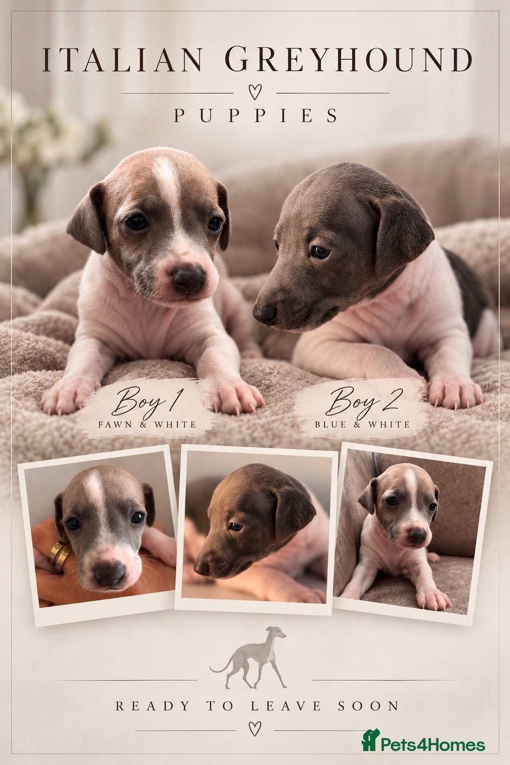 Italian Greyhound dogs 🤍Outstanding Italian Greyhound litter🤍 - Advert 1