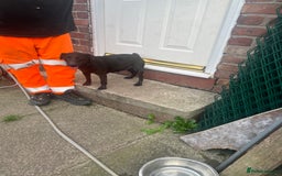 Patterdale Terrier dogs for sale: 3 patterdale terrier pups of working lines  - Image 12